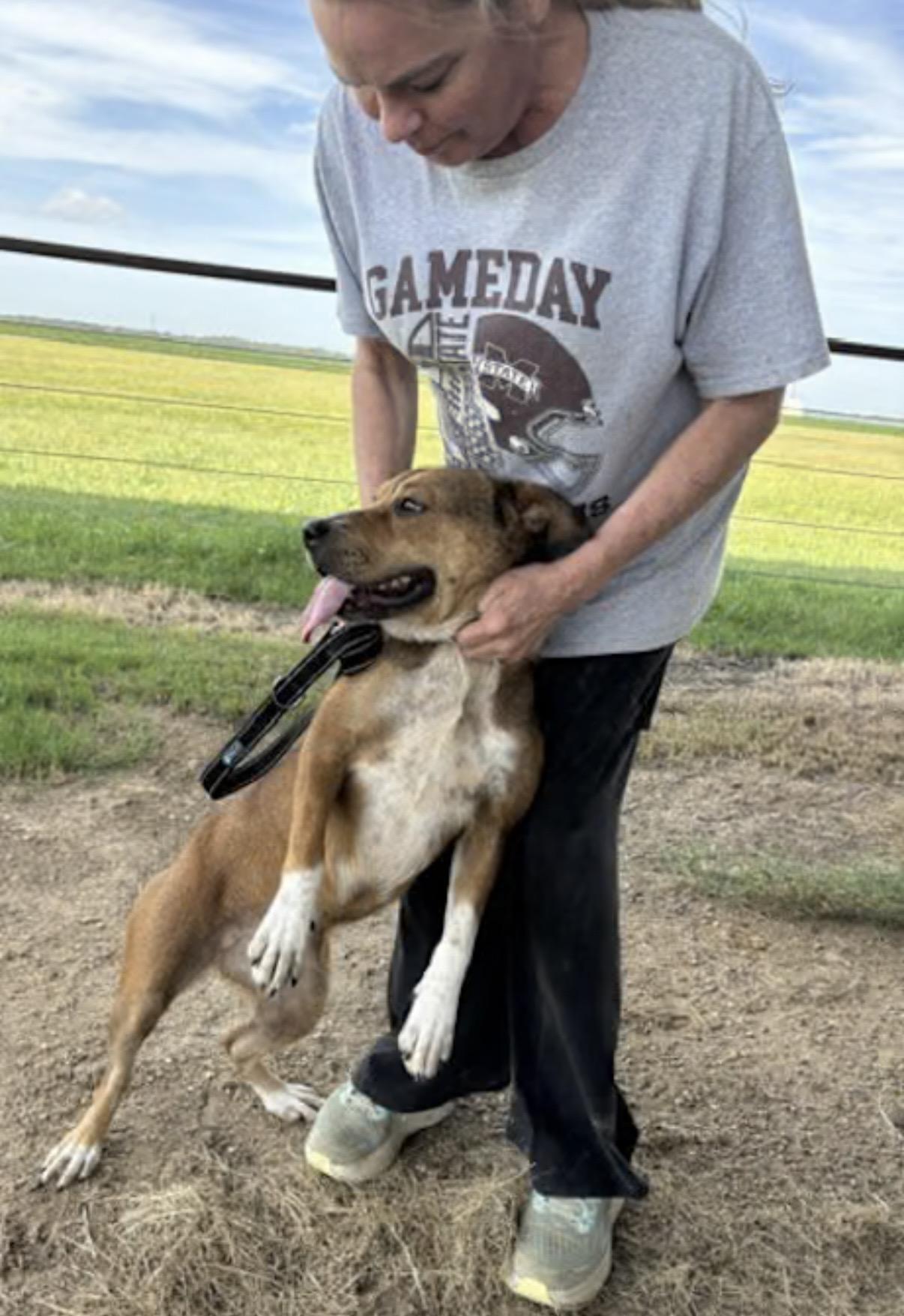 Enlarge Samantha, a Adoptable mixed breed in Watertown, CT image 2/4