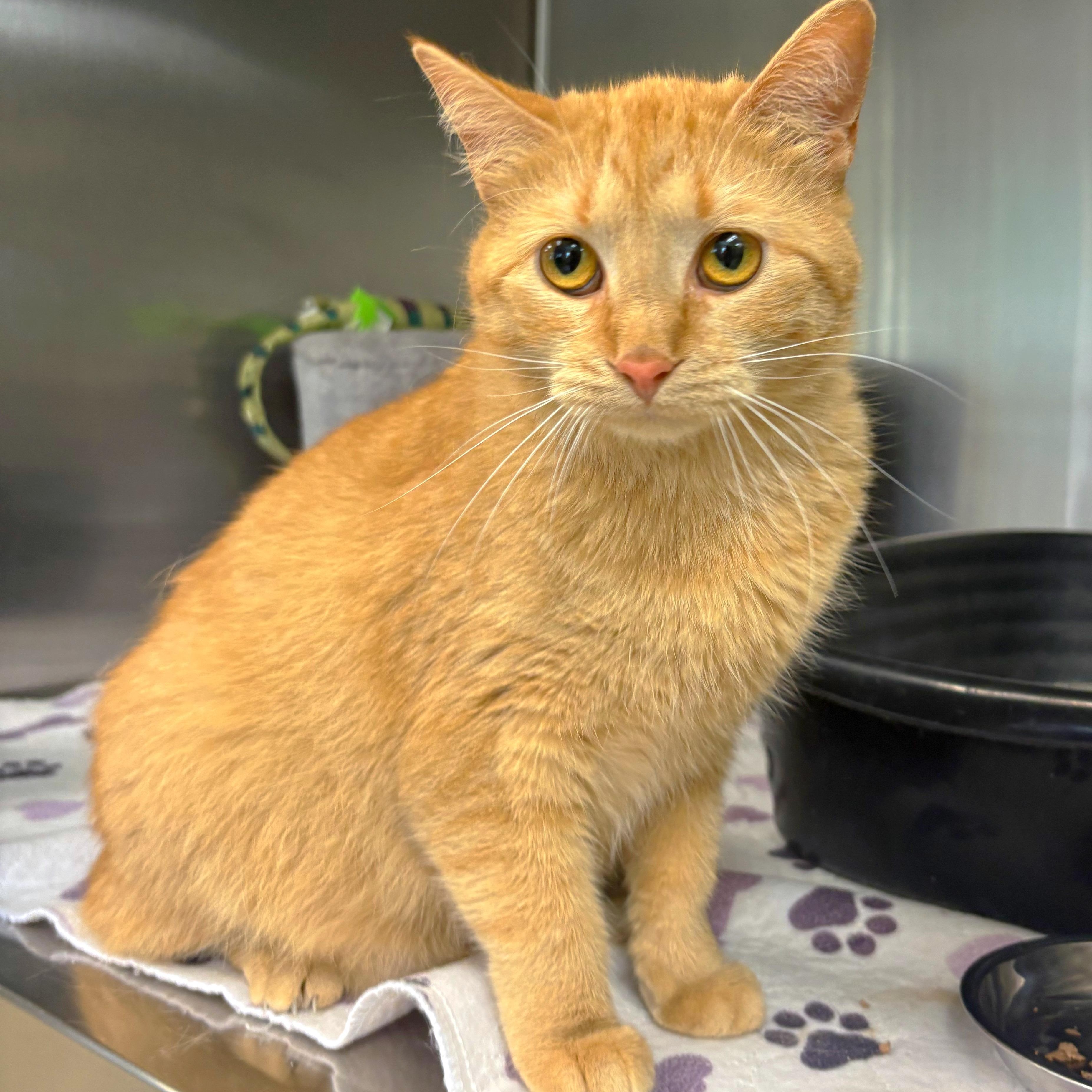Georgia, Adoptable, Young Female Domestic Short Hair.