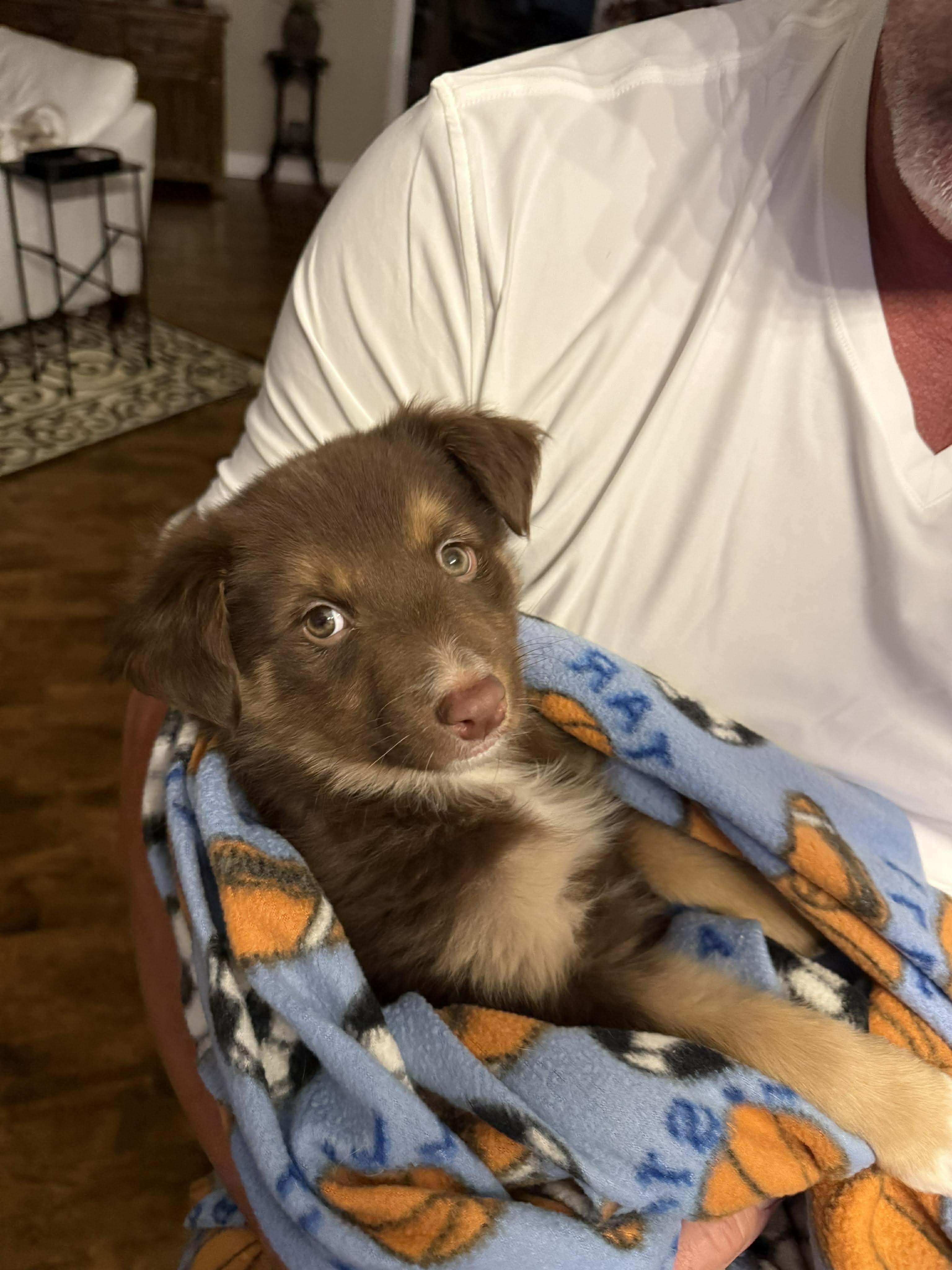 Moonray, an adoptable mixed breed in Plainfield, IL image 2/2