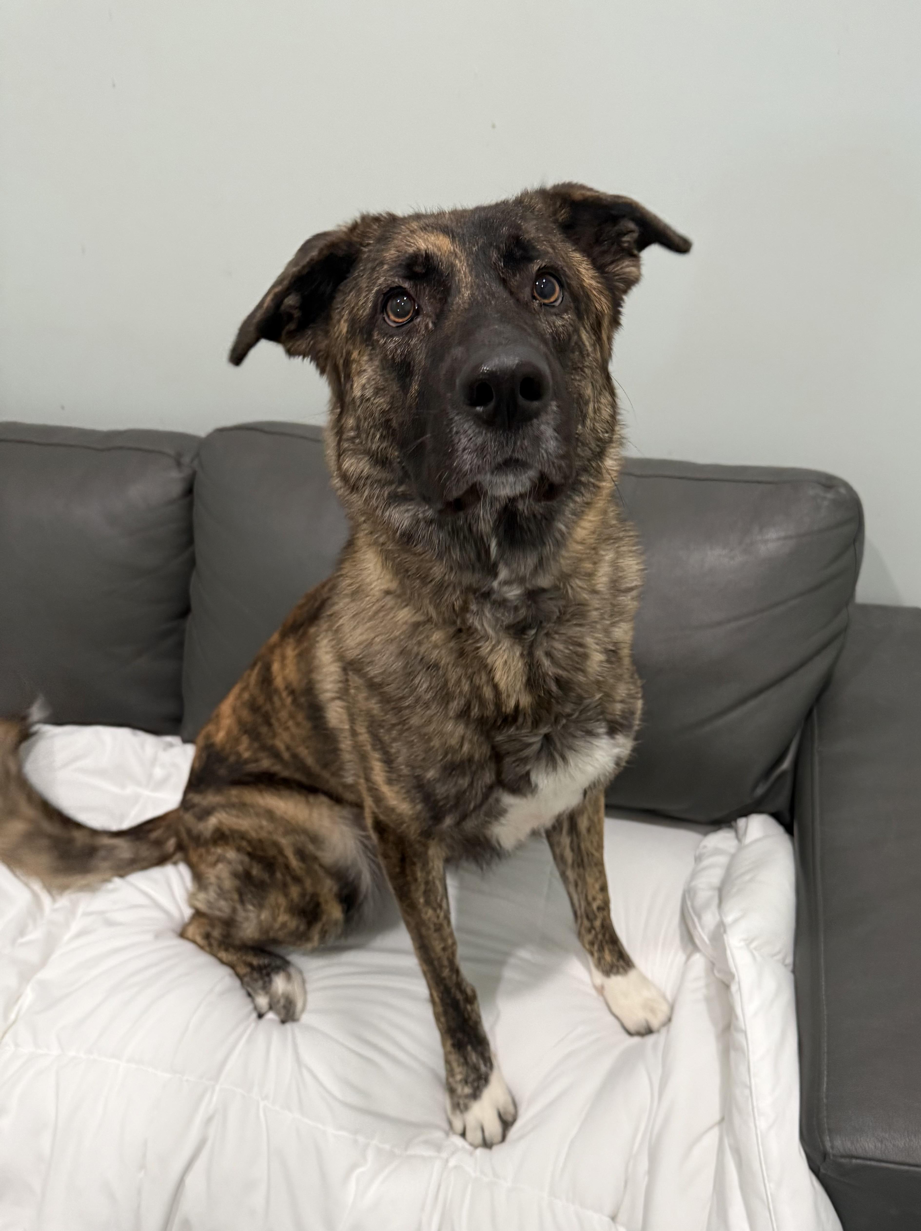 Enlarge Lula, a ADOPTABLE mixed breed in Sault Sainte Marie, MI image 1/2