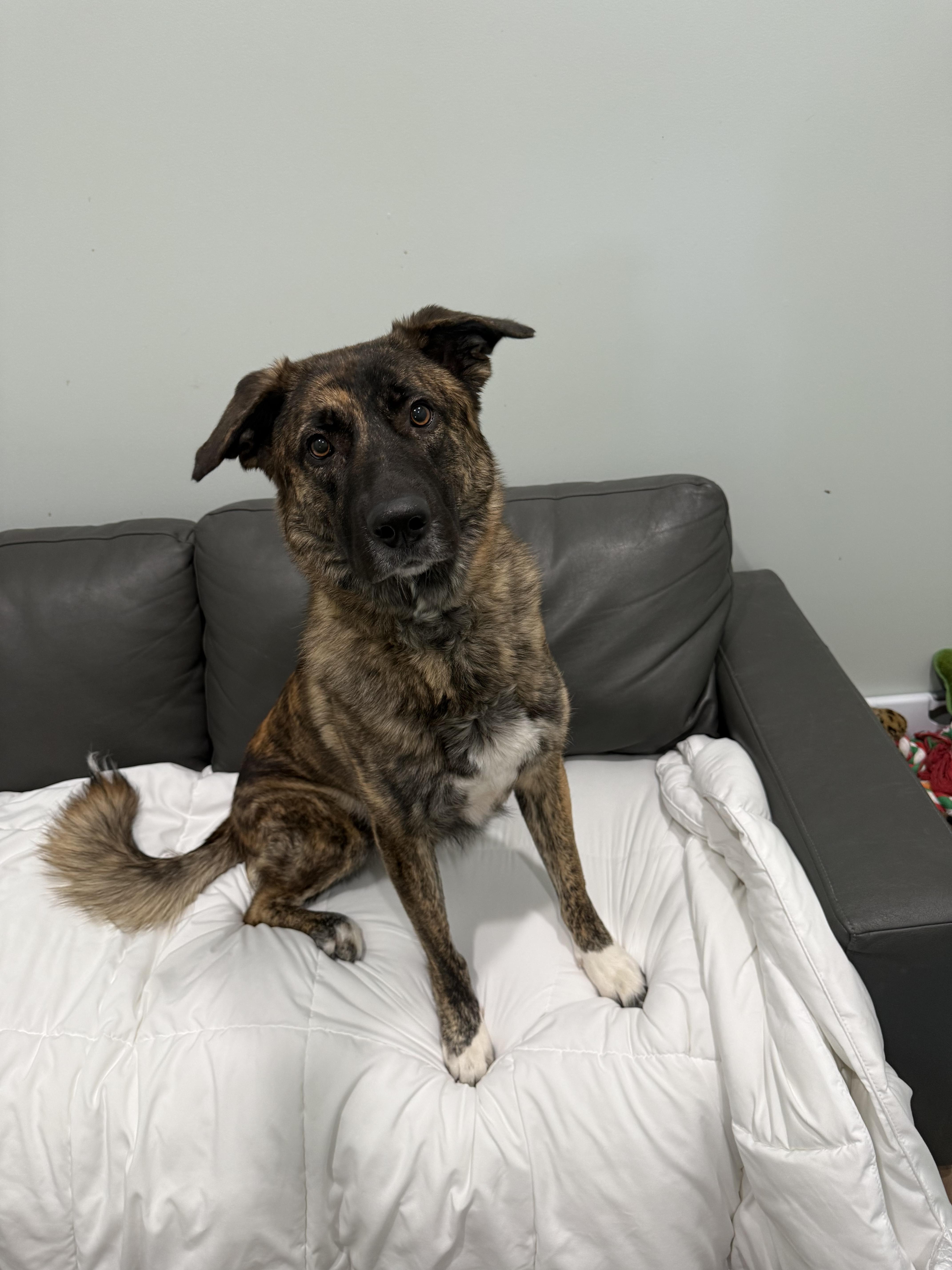 Enlarge Lula, a ADOPTABLE mixed breed in Sault Sainte Marie, MI image 2/2