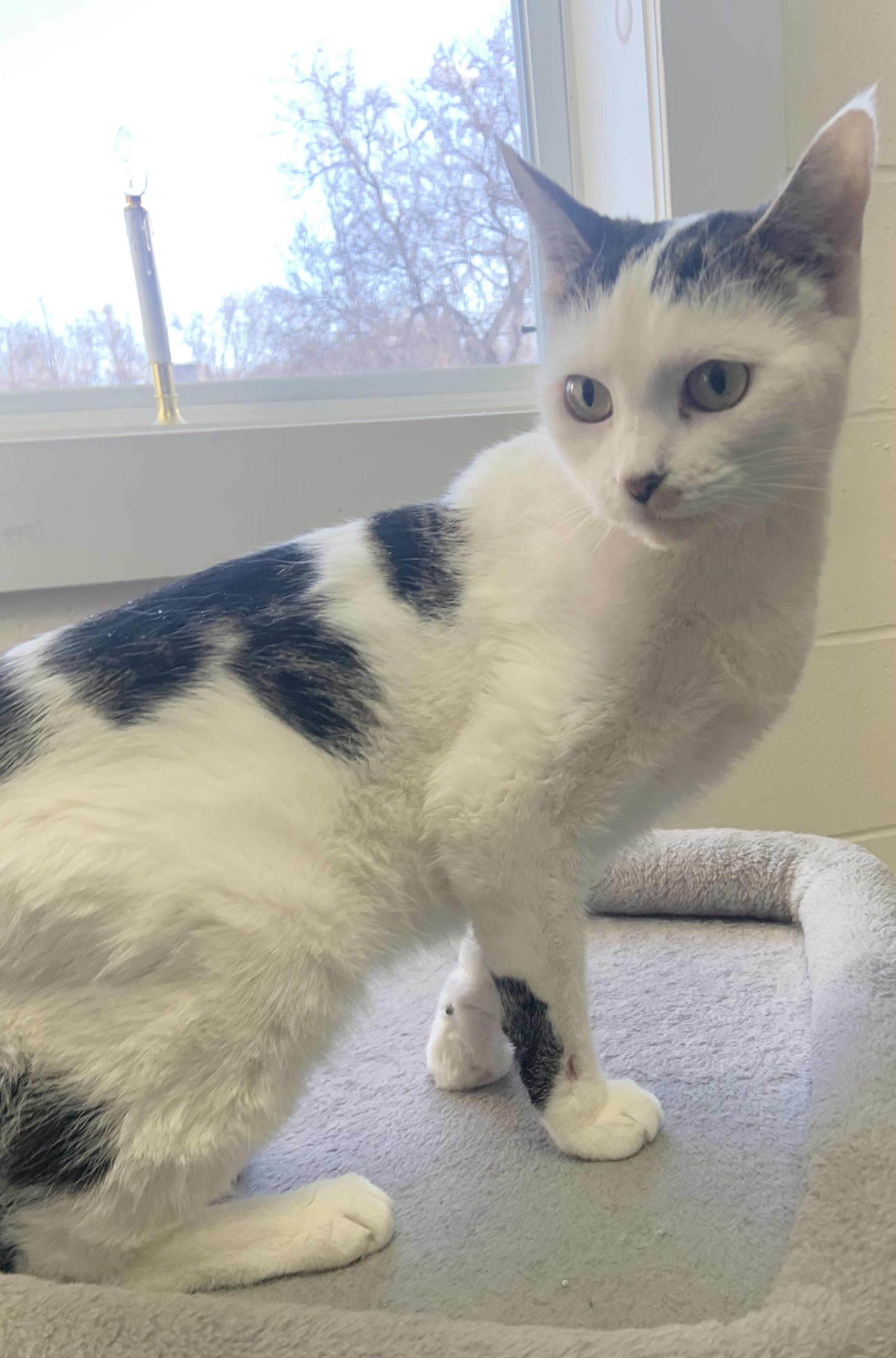 Sara, ADOPTABLE, Adult Female Domestic Short Hair.