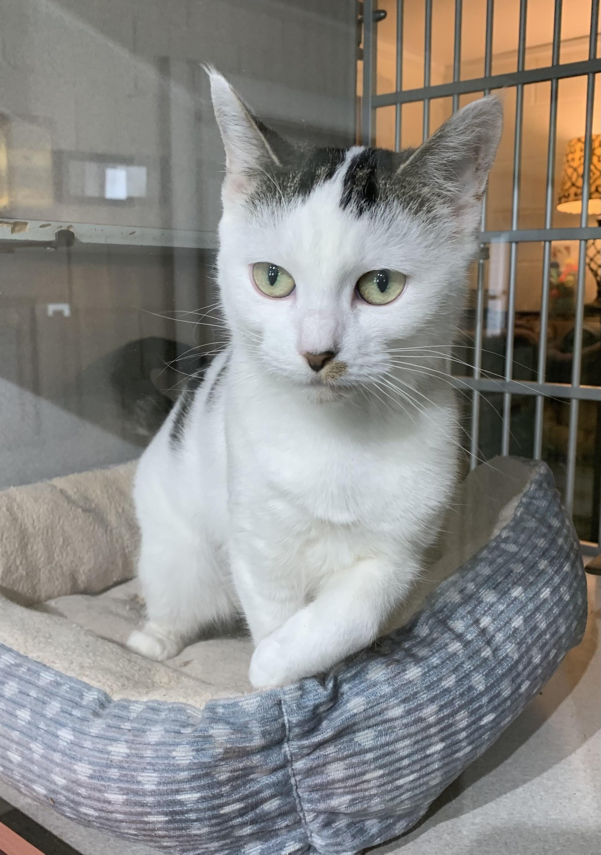 Enlarge Sara, an adopted mixed breed in Massena, NY image 1/2