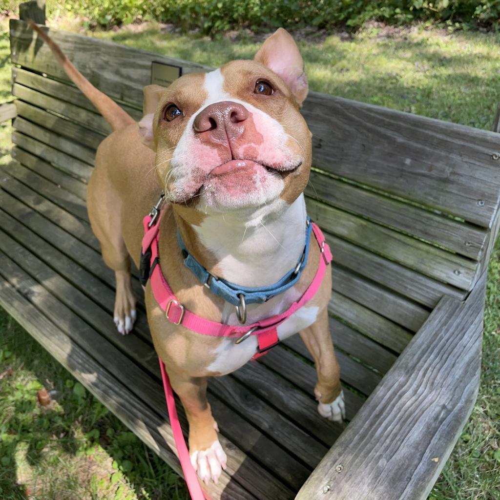 Enlarge Gigi, a Adoptable Mixed Breed in Pittsburgh, PA image 2/6