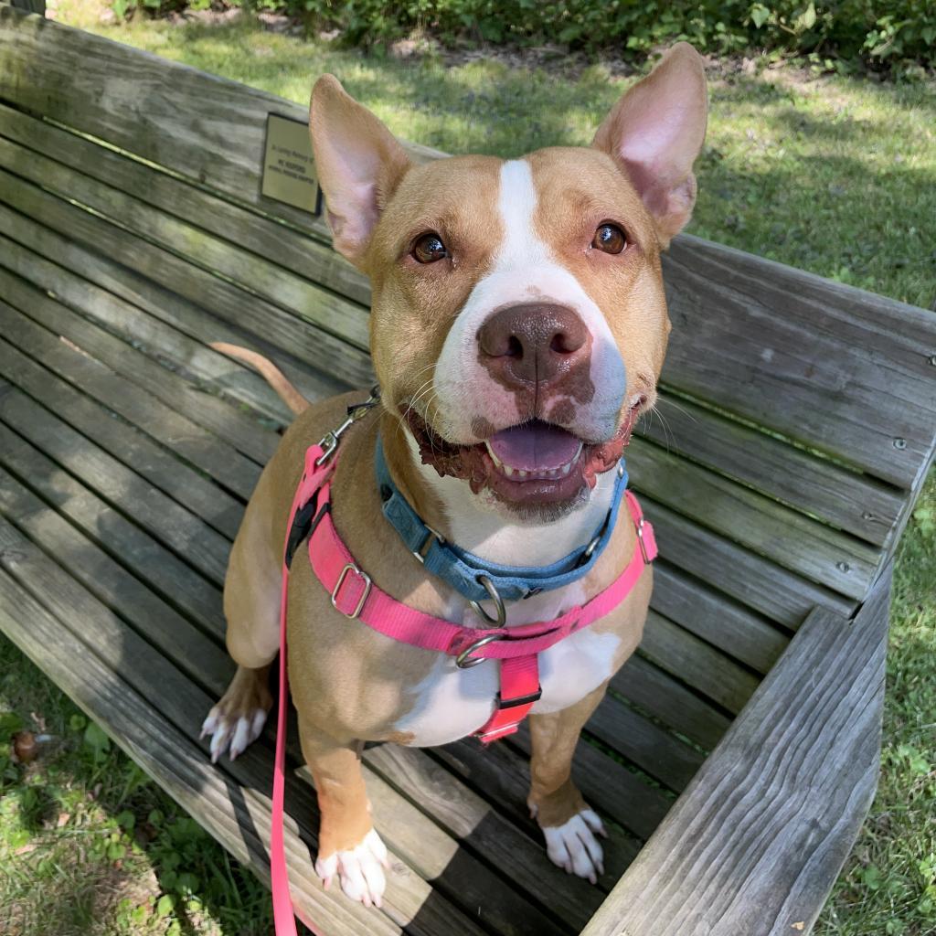 Enlarge Gigi, a Adoptable Mixed Breed in Pittsburgh, PA image 3/6