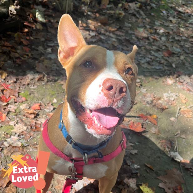 Enlarge Gigi, a Adoptable Mixed Breed in Pittsburgh, PA image 4/6