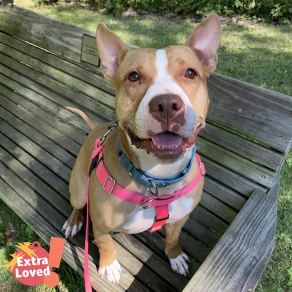 Enlarge Gigi, a Adoptable Mixed Breed in Pittsburgh, PA image 4/6