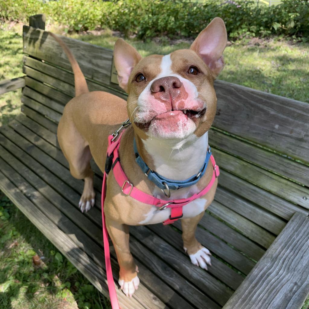 Enlarge Gigi, a Adoptable Mixed Breed in Pittsburgh, PA image 5/6