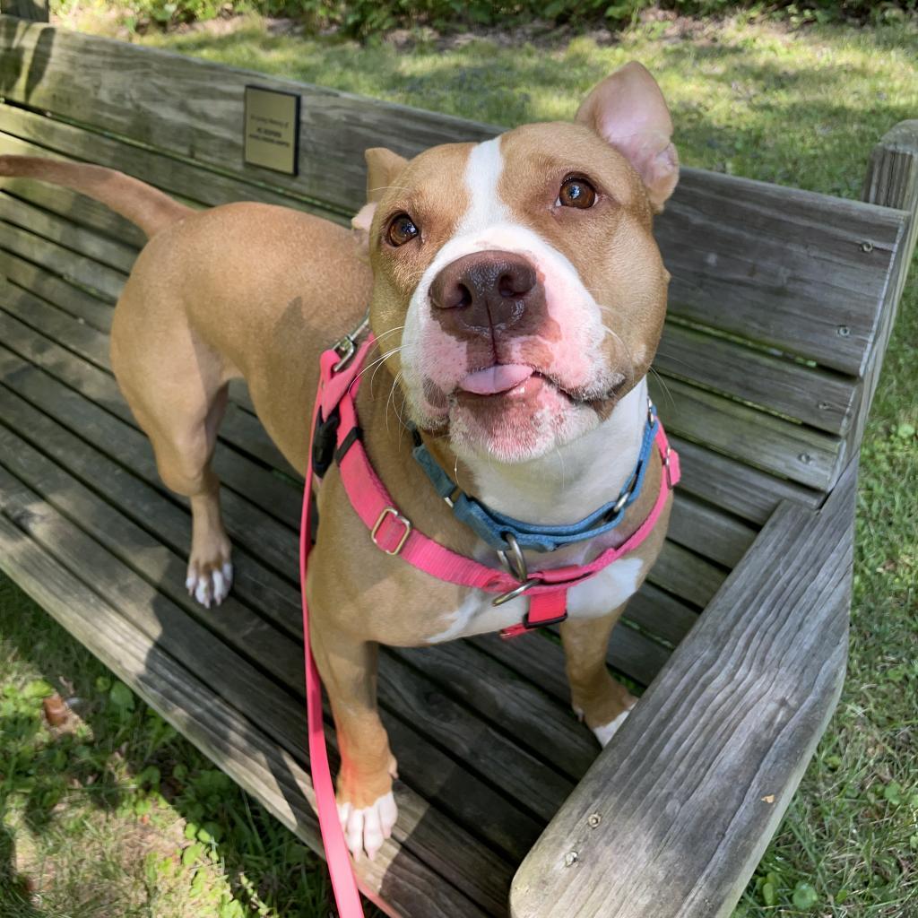 Gigi, Adoptable, Adult Female Mixed Breed.