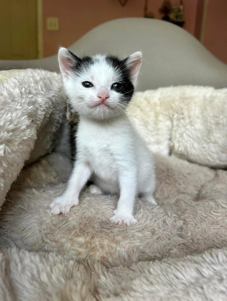 Iris (Flower Power Litter), Adopted, Kitten Female Domestic Short Hair.