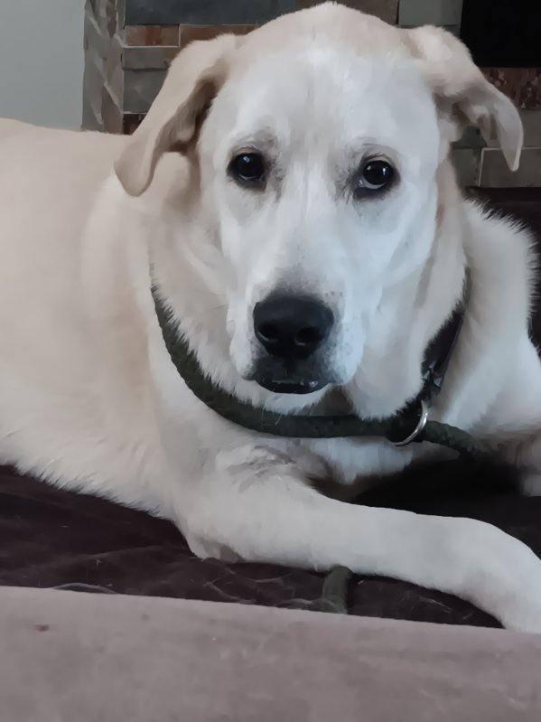 Enlarge Rex, a ADOPTABLE mixed breed in Leavenworth, KS image 2/5