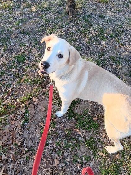 Enlarge Rex, a ADOPTABLE mixed breed in Leavenworth, KS image 5/5