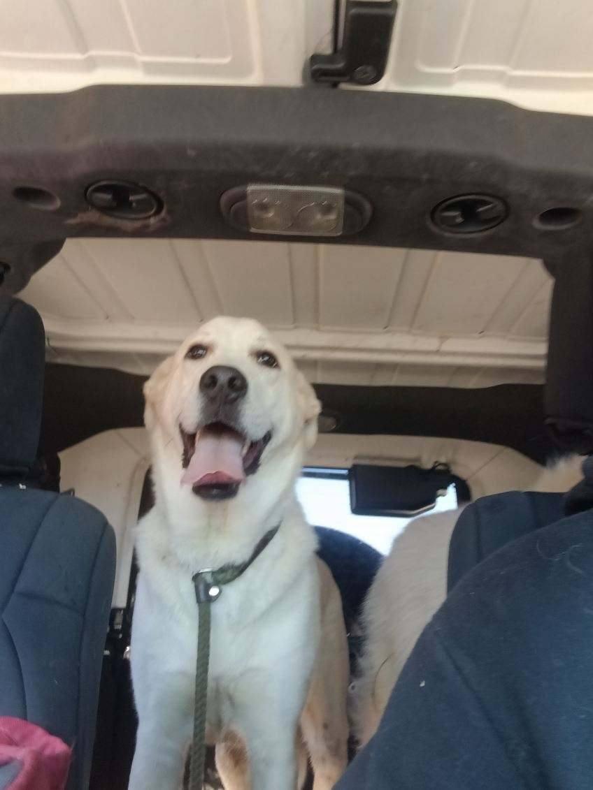 Enlarge Rex, a ADOPTABLE mixed breed in Leavenworth, KS image 3/5