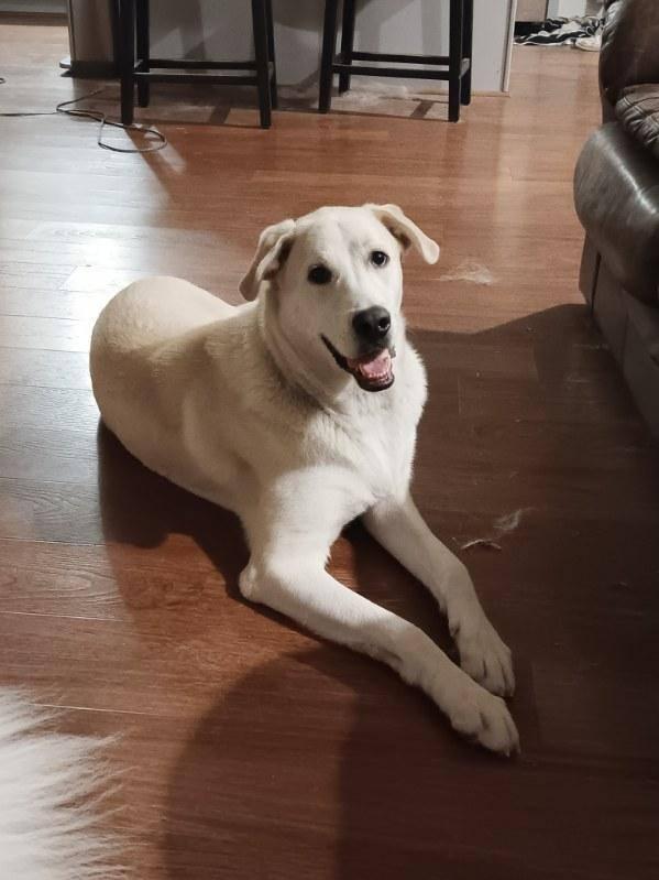 Enlarge Rex, a ADOPTABLE mixed breed in Leavenworth, KS image 4/5