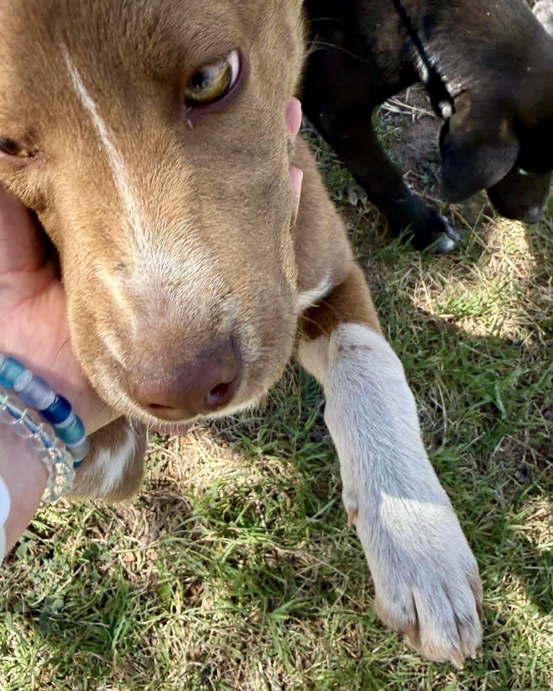 Delilah , a Adoptable mixed breed in Cedar Park, TX image 3/6