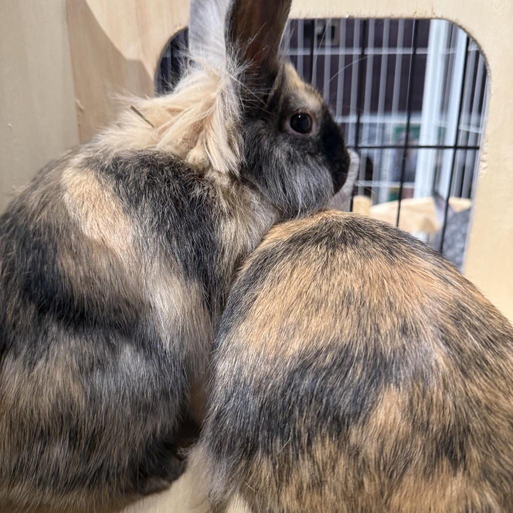 Yin, a Adoptable Lionhead in Cream Ridge, NJ image 2/6