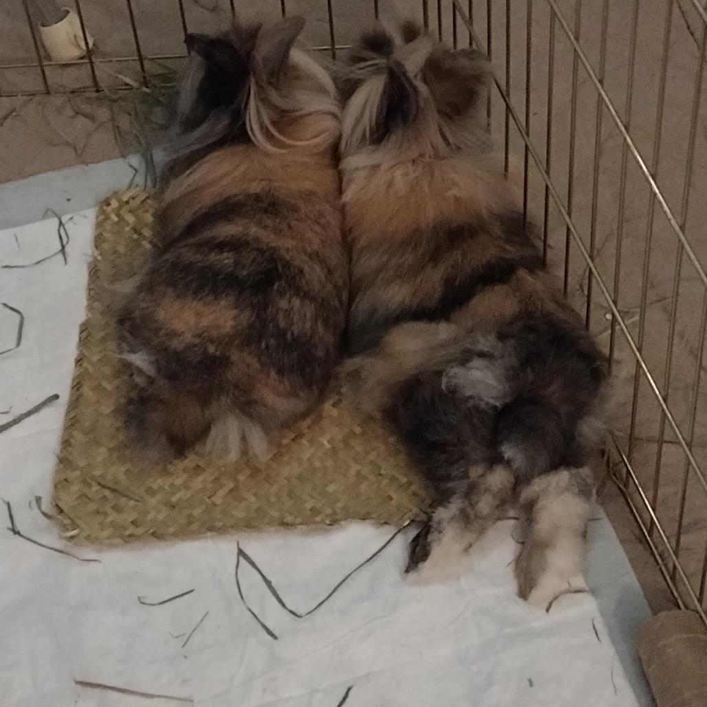 Yin, a Adoptable Lionhead in Cream Ridge, NJ image 4/6