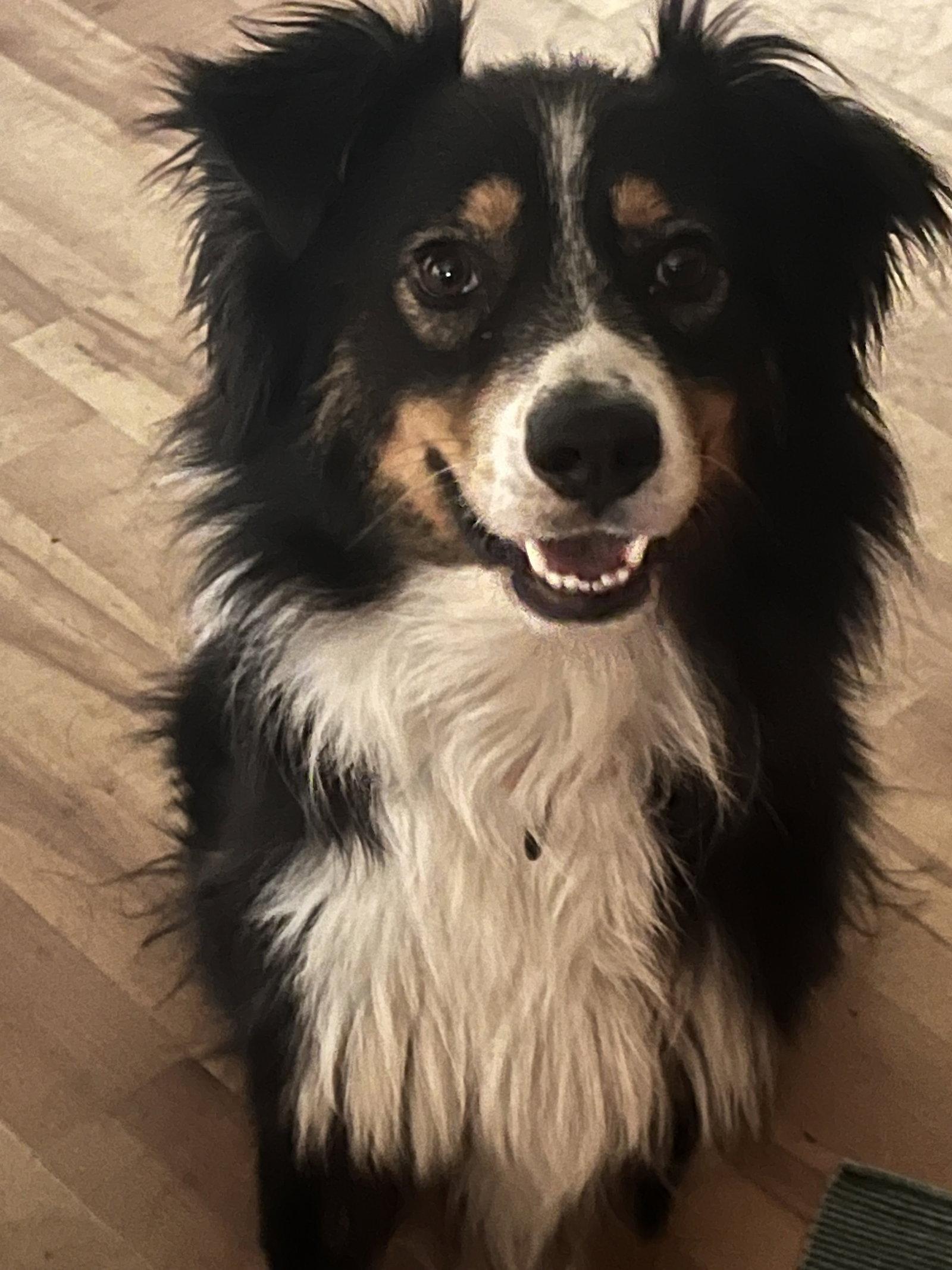 Chevy, Adopted, Young Male Australian Shepherd.