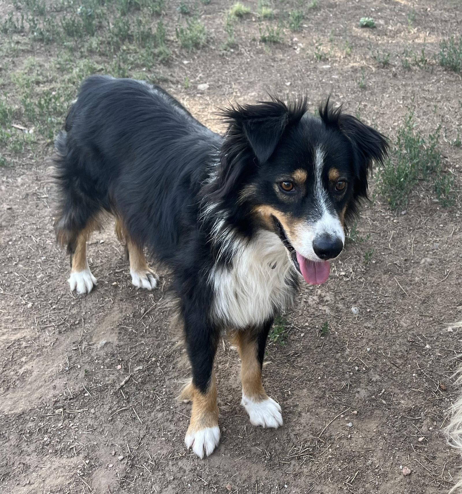 Chevy, a Adopted Australian Shepherd in Denver, CO image 2/3