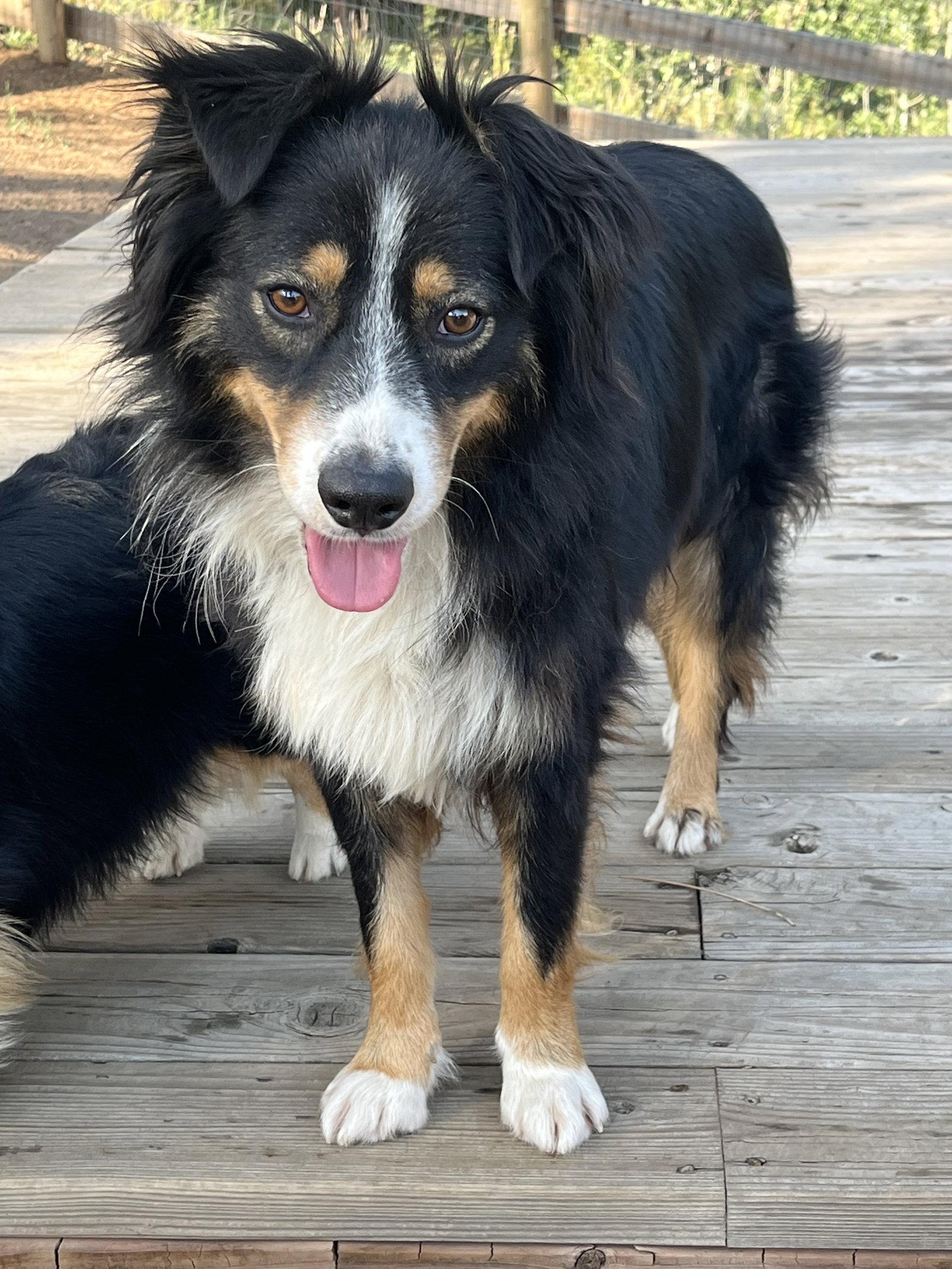 Chevy, a Adopted Australian Shepherd in Denver, CO image 3/3