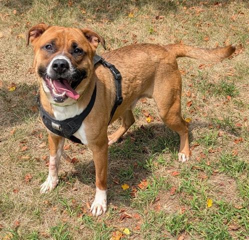 Enlarge BOOTS, a Adoptable mixed breed in Akron, OH image 1/1