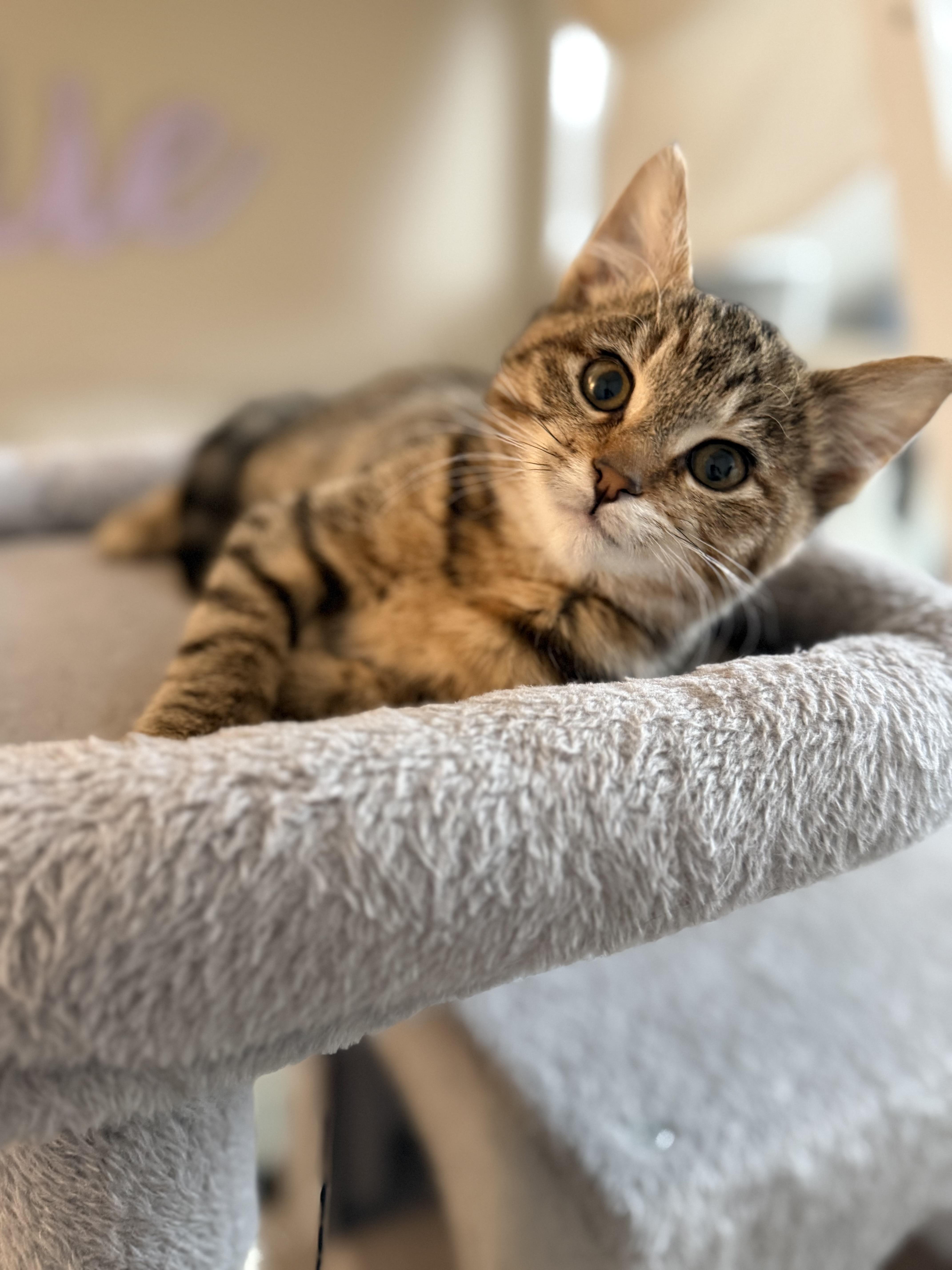 Enlarge Edie , an adopted mixed breed in Bonney Lake, WA image 6/6