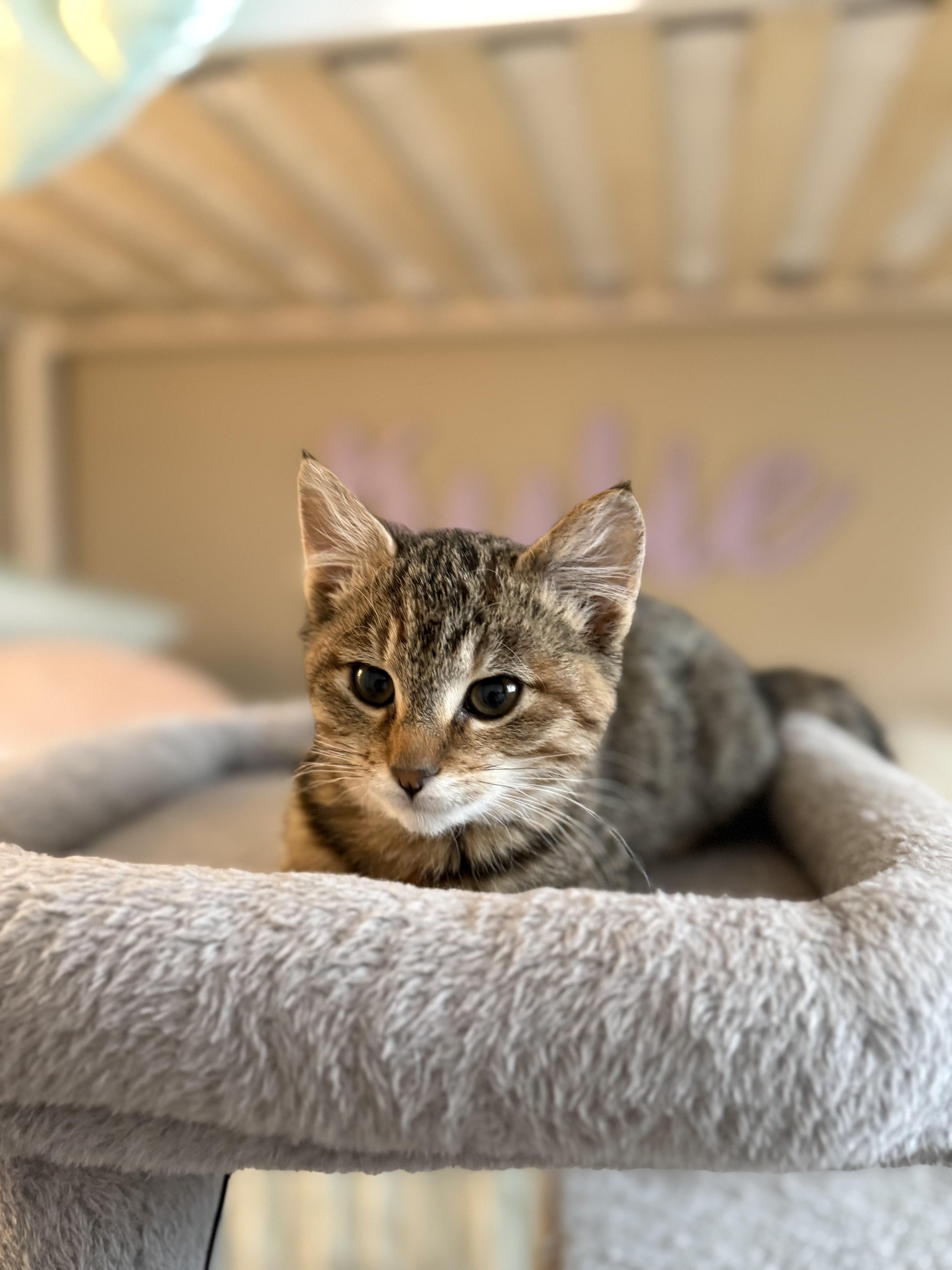 Enlarge Edie , an adopted mixed breed in Bonney Lake, WA image 5/6