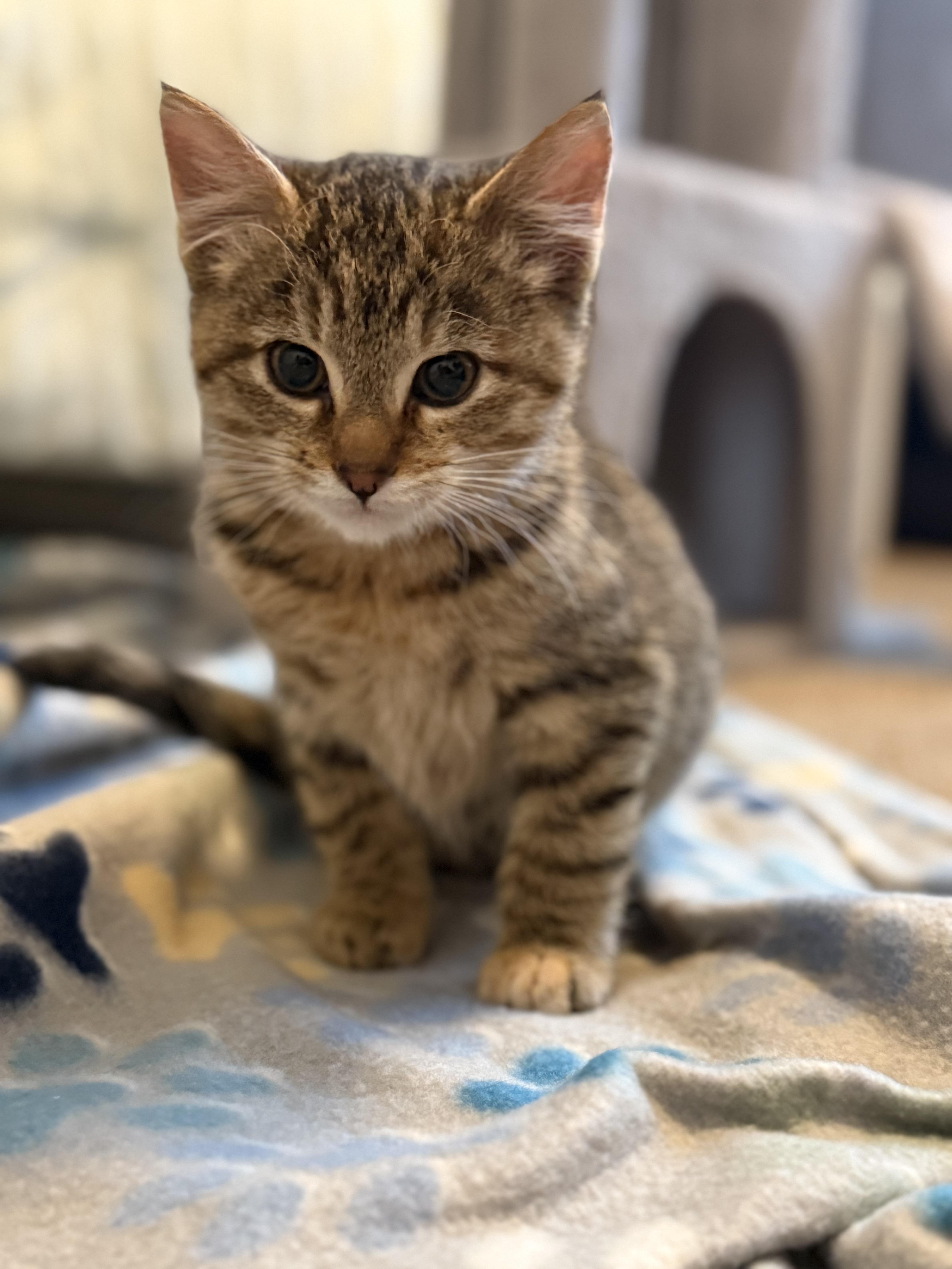 Enlarge Edie , an adopted mixed breed in Bonney Lake, WA image 4/6