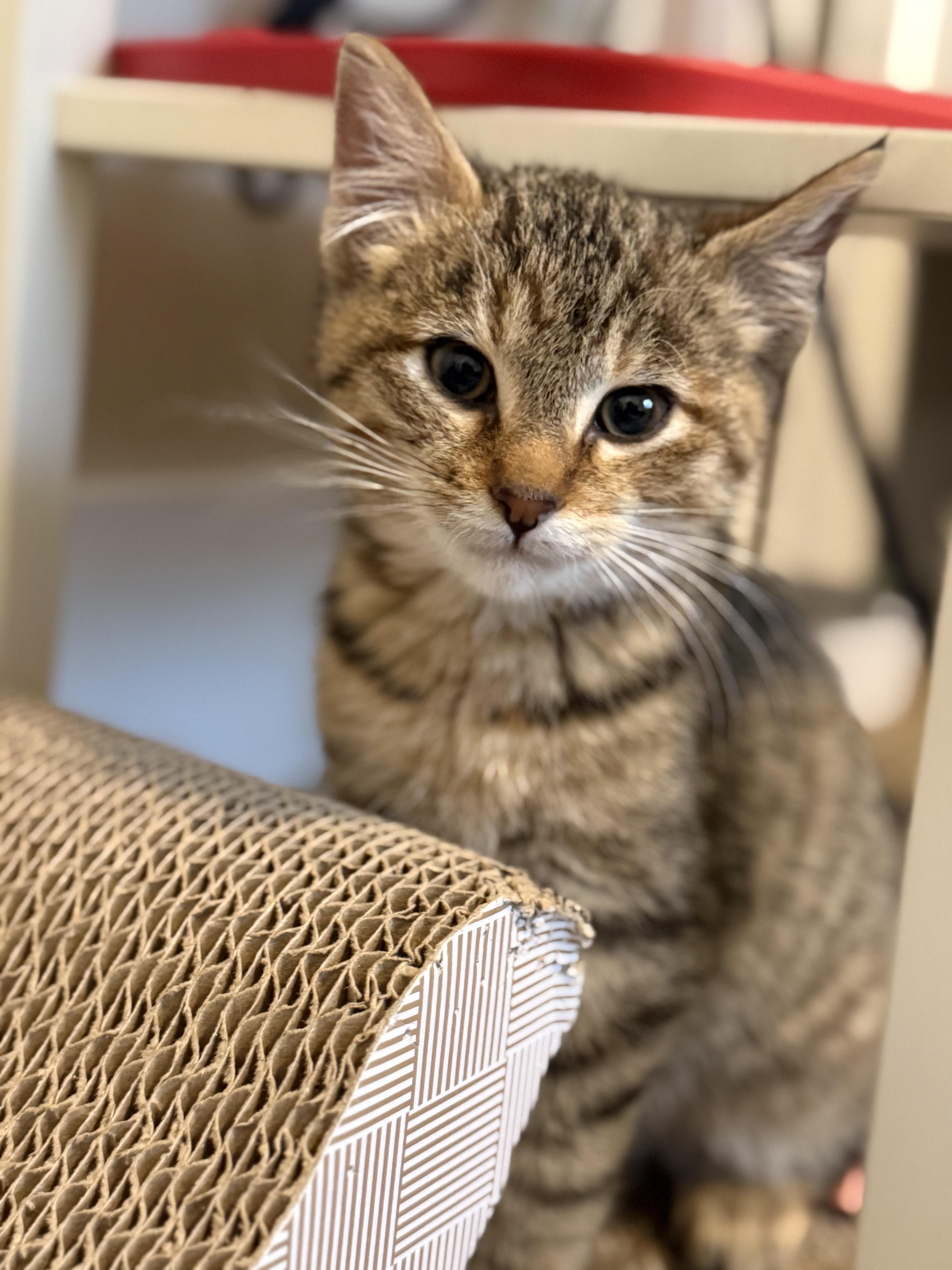 Edie , ADOPTABLE, Kitten Female Domestic Short Hair.