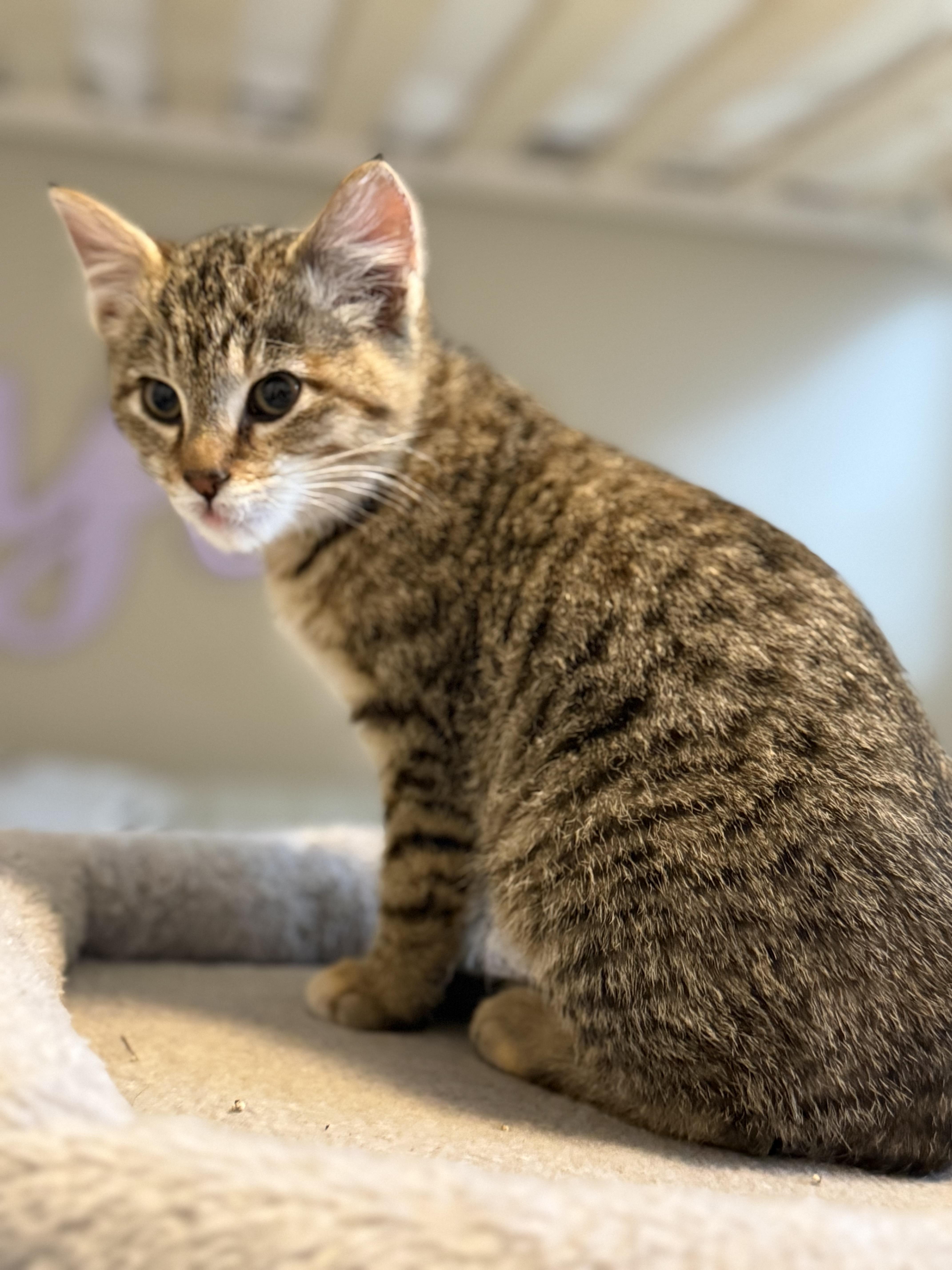 Enlarge Edie , an adopted mixed breed in Bonney Lake, WA image 2/6