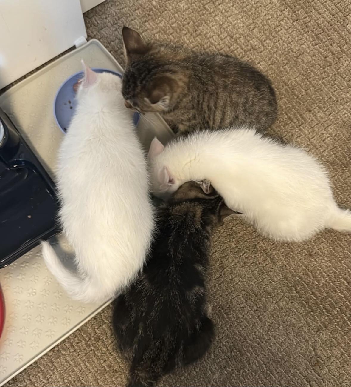 Enlarge Edie , an adopted mixed breed in Bonney Lake, WA image 3/6