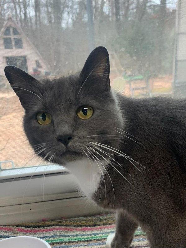 Naomi, a Adoptable Domestic Short Hair in Ball Ground, GA image 1/3