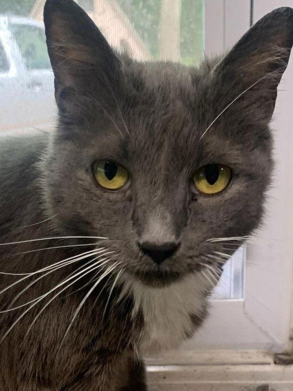 Naomi, a Adoptable Domestic Short Hair in Ball Ground, GA image 2/3