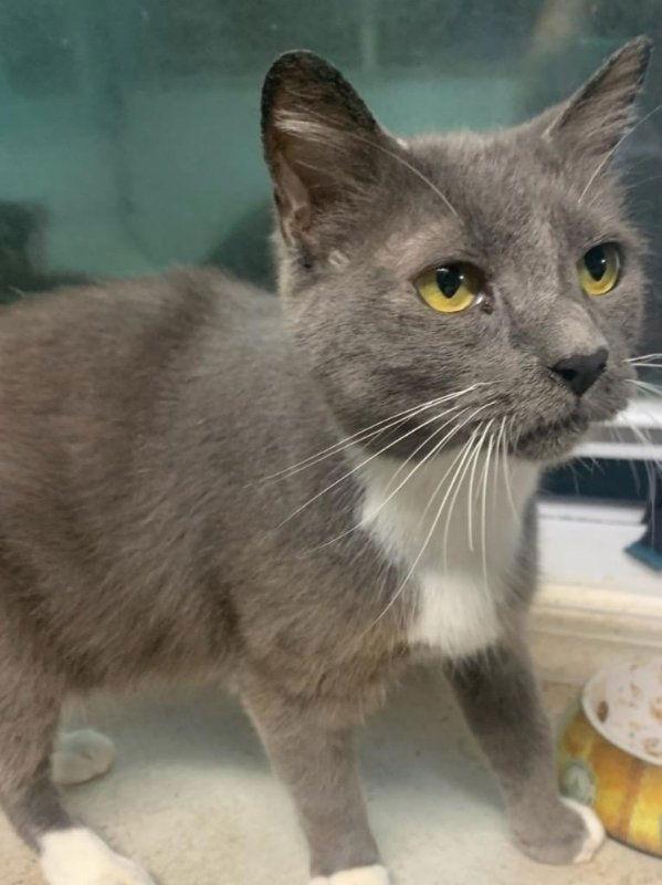 Naomi, a Adoptable Domestic Short Hair in Ball Ground, GA image 3/3