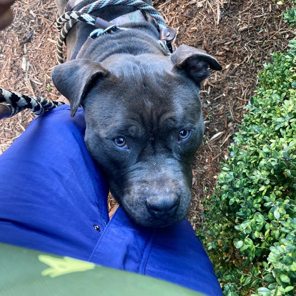 El Chapo, Adoptable, Adult Male English Bulldog.