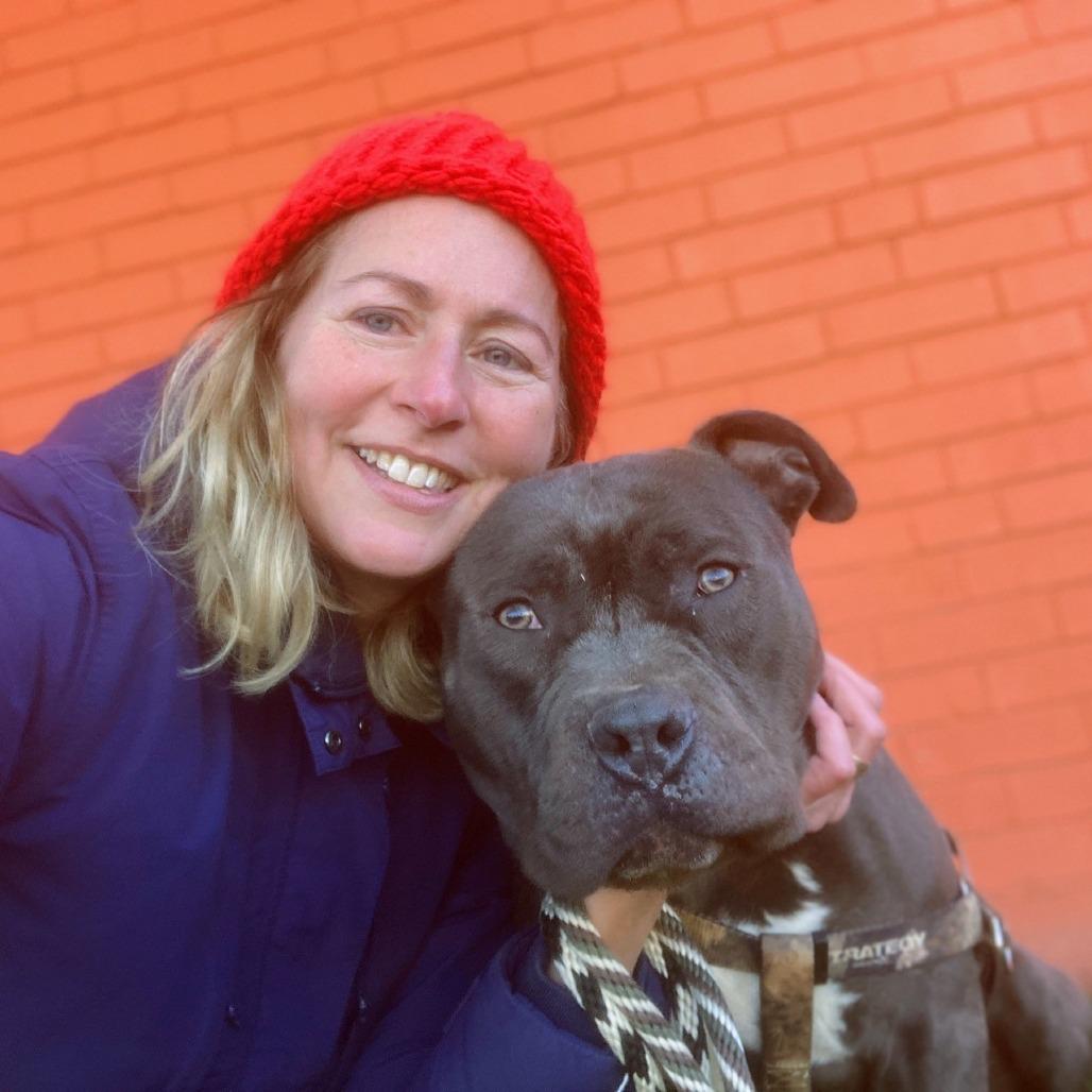 Enlarge El Chapo, a Adoptable English Bulldog in St. Louis, MO image 2/6