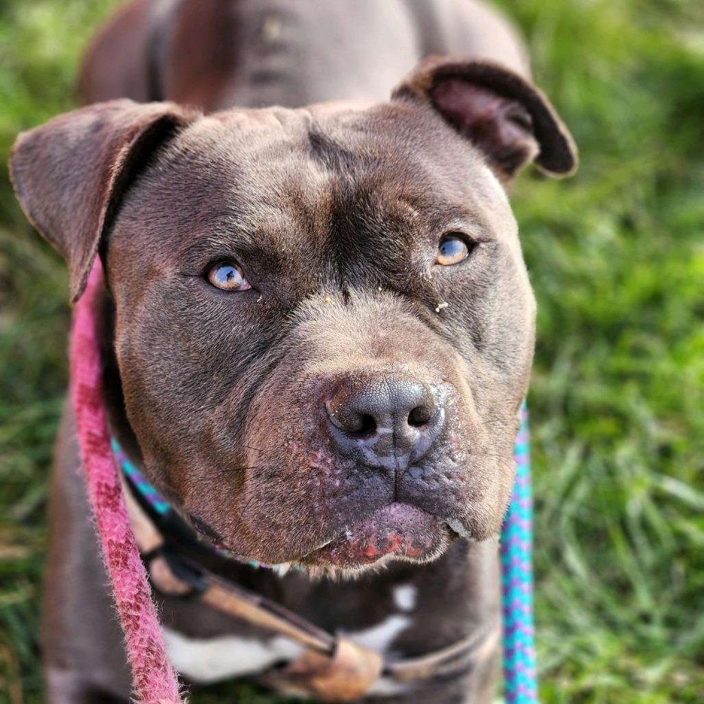 Enlarge El Chapo, a Adoptable English Bulldog in St. Louis, MO image 3/6
