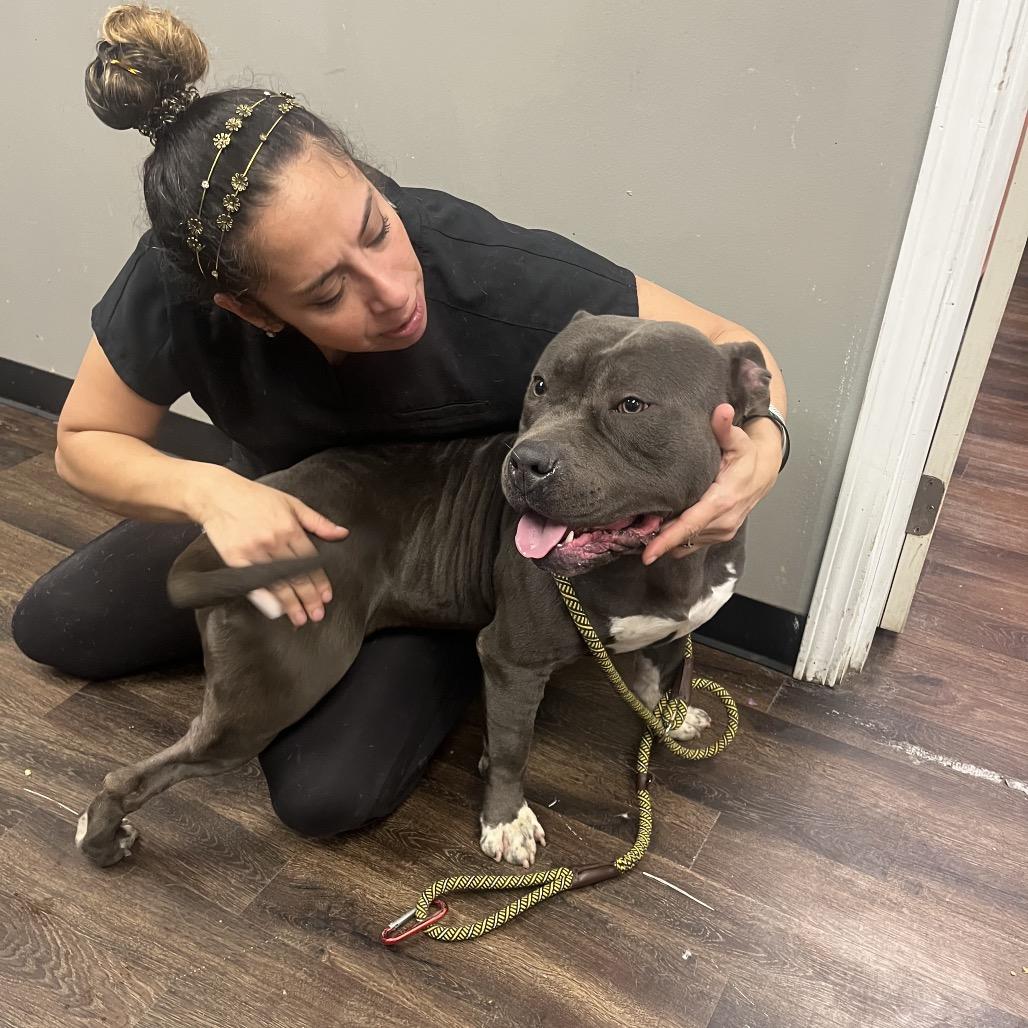 Enlarge El Chapo, a Adoptable English Bulldog in St. Louis, MO image 4/6