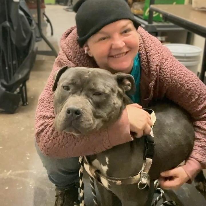 Enlarge El Chapo, a Adoptable English Bulldog in St. Louis, MO image 5/6