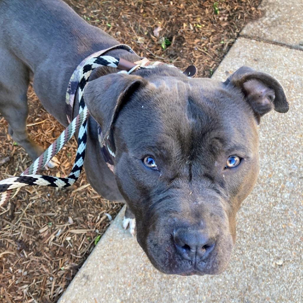 Enlarge El Chapo, a Adoptable English Bulldog in St. Louis, MO image 6/6