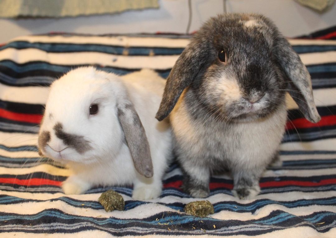 Winter & Shadow, adoptable, Young Female Lop Eared & Harlequin.
