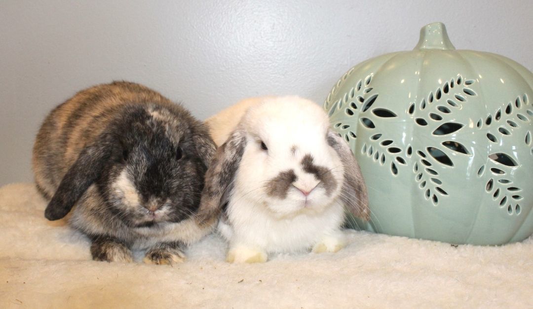 Winter & Shadow, an adoptable mixed breed in Hillside, NJ image 4/5