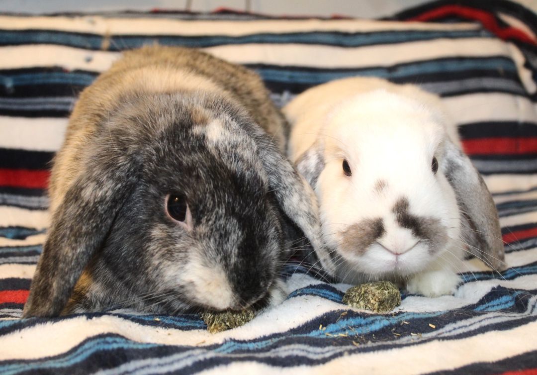 Winter & Shadow, an adoptable mixed breed in Hillside, NJ image 5/5