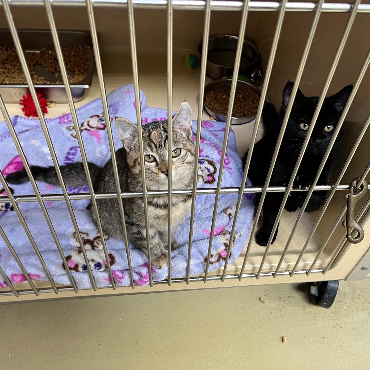 Sun Shine thumbnail 4