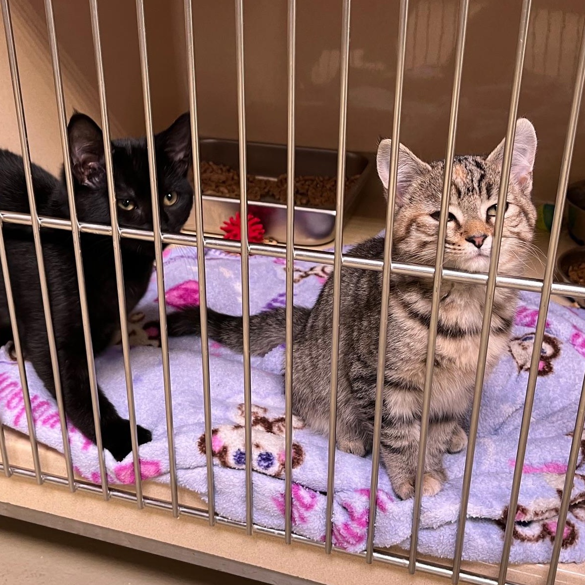 Sun Shine thumbnail 5