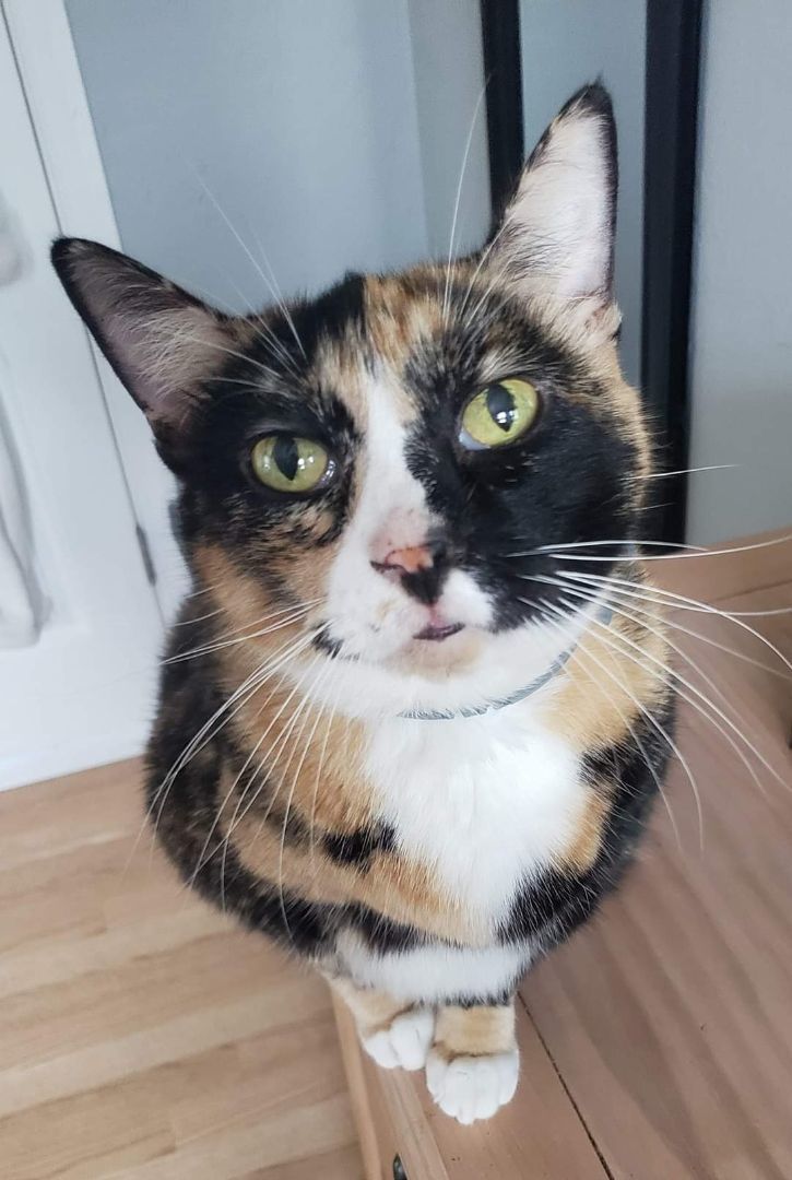 Molly, Adopted, Senior Female Calico.