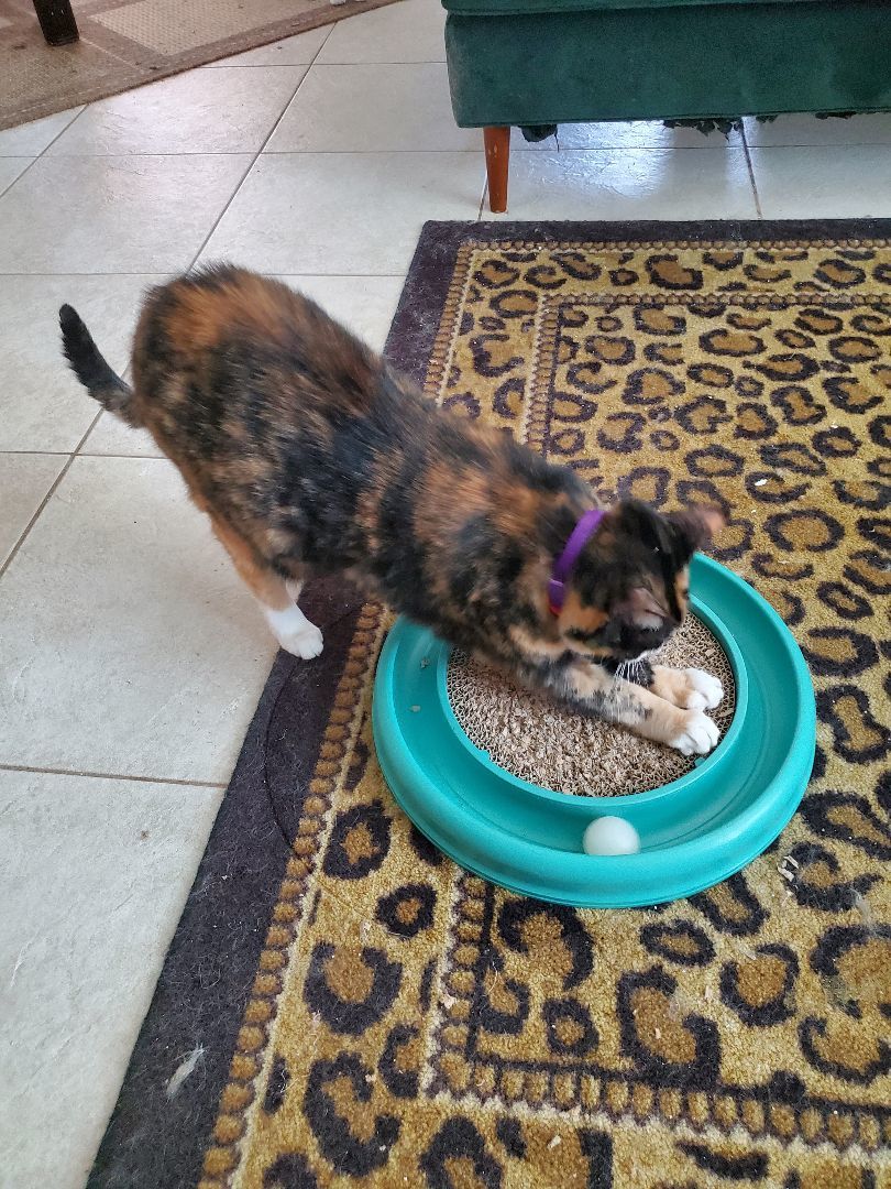 Molly, a Adopted Calico in Port Orange, FL image 2/6