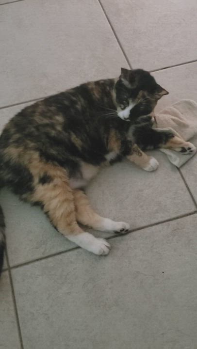 Enlarge Molly, a Adopted Calico in Port Orange, FL video 6/6