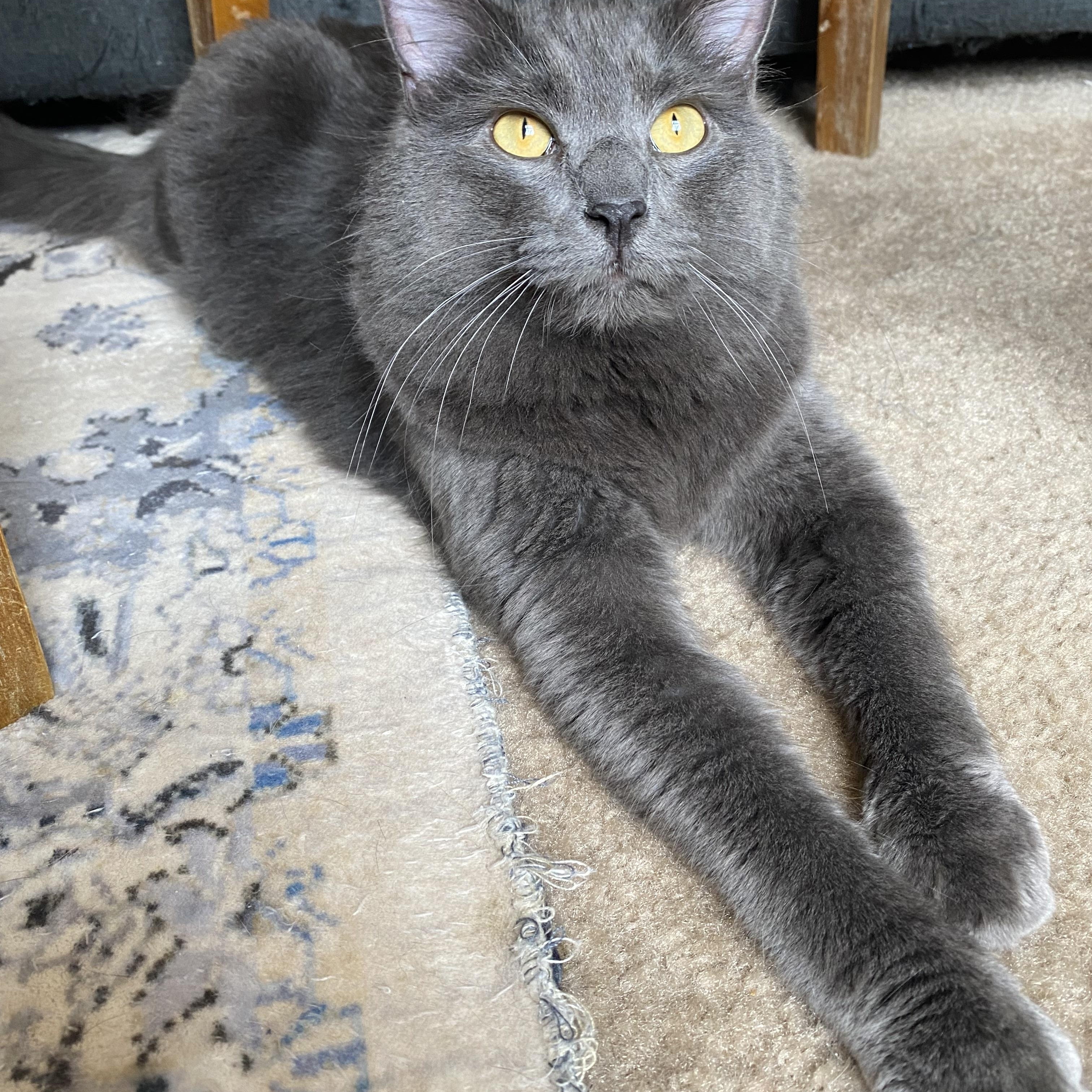 Enlarge Bat, a Adopted Domestic Long Hair in North Little Rock, AR image 3/6