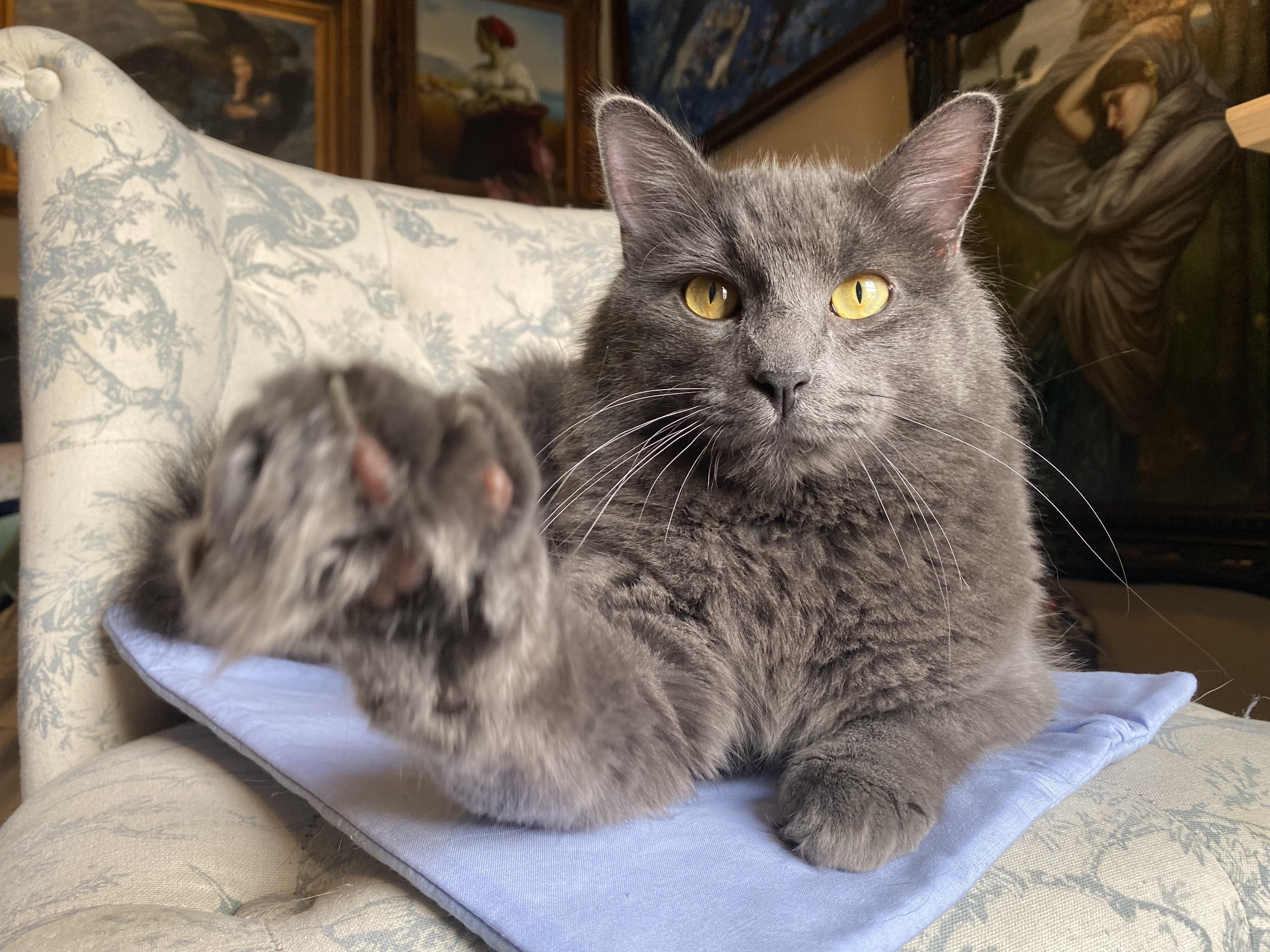 Enlarge Bat, a Adopted Domestic Long Hair in North Little Rock, AR image 4/6